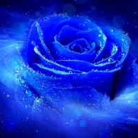 BUBBLY BLUE ROSE