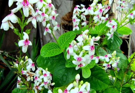 Lovely Flowers - fresh, pretty, lovely, colourful