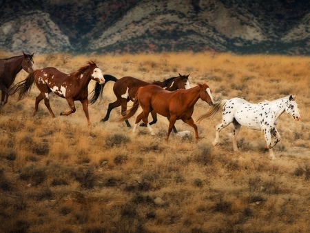 Free horses - free, run, horse, animal, nature, grass