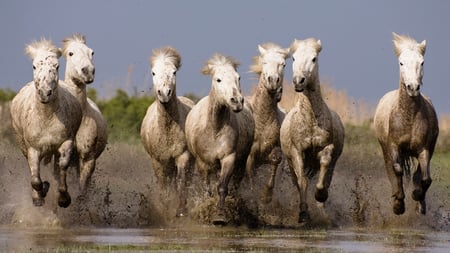 Horses runing - free, run, horse, animal, grass