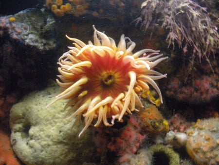 sea anemone - pretty, colorful, wet, water