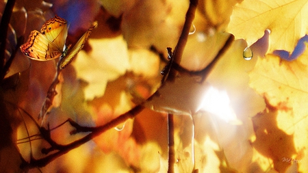 Waking Up Autumn - sunlight, gold, morning, firefox persona, leaves, fall, autumn, bright, butterfly, sun