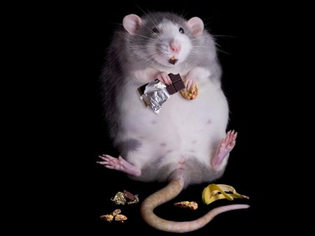 Fat rat - rat, animal, picture, 2011, 10, 27