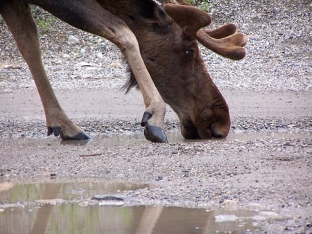 Moose Drinking - trip, canada, drinking, moose