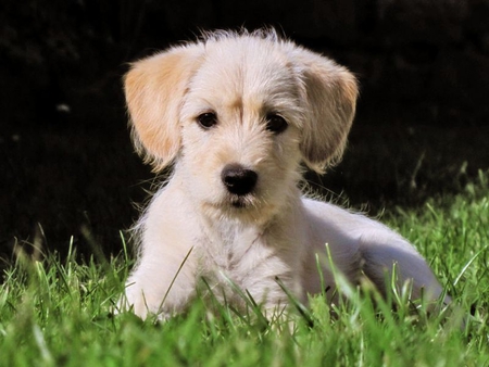 Puppy in Grass - cute, puppy, in grass, picture