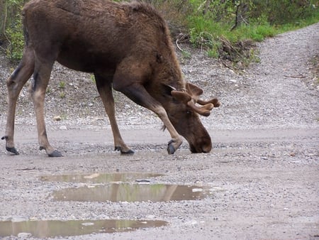 Moose Takes a Drink - drink, big, moose, wild