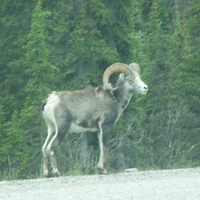 Dall Sheep