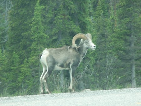 Dall Sheep - buck, wild, trees, big horns