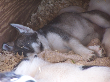 Husky pups - pups, husky, sleeping, peaceful