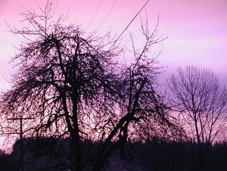 3am In Alaska in June - purples, trees, june, early morning