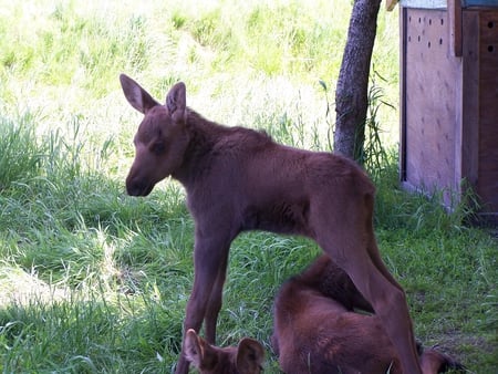 Baby Moose - babies, grass, moose, wild