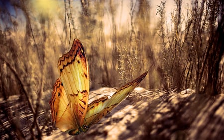 Pretty Butterfly - butterfly, animal, nature, brown