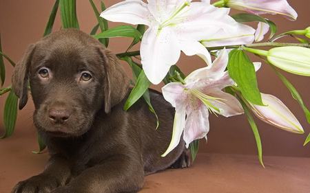 Chocolate labrador and flowers