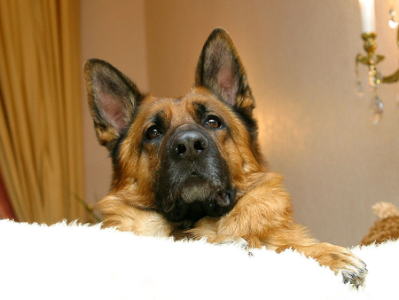 German shepherd - pet, animal, cute, dog, friend, german shepherd