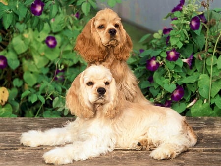 Sweet dogs in the garden - pet, animal, cute, garden flower, dog, friend