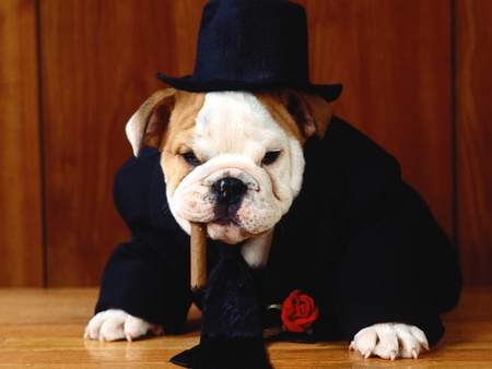 Gentleman dog - tobacco, friend, animal, cute, hat, pet, gentleman, dog