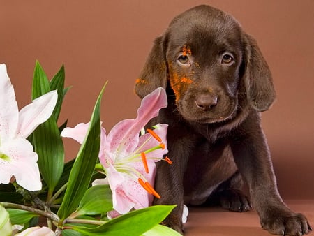 Chocolate labrador and flowers - labrador, dog, animal, pet, chocolate, cute, friend, flower