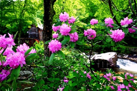 country-mill-summertime-flowers - azaleas, forests, popular, summertime, watermill, waterfalls, wallpaper, mill, nature, forest, green, flowers, flower