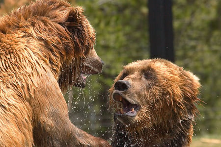 yes dear !! - fun, humor, yes dear, grizzlies, bears, wallpaper, yellowstone