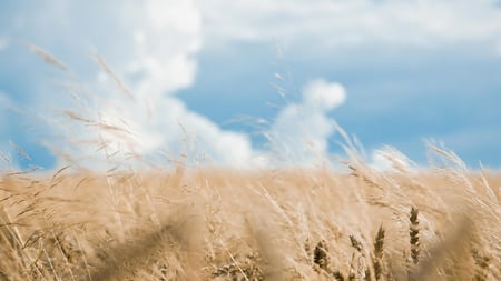 Lush Rye Field - clouds, vivid color, beautiful, rye, blue sky, field