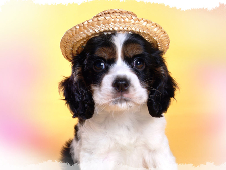 Flirty dog with a hat - hat, dog, animal, pet, cute, friend, flirty