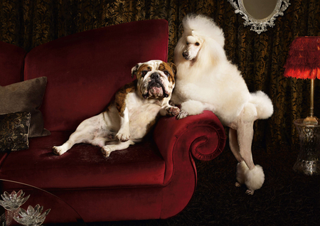 Flirty dogs - friend, hairstyle, animal, cute, pet, chair, dog