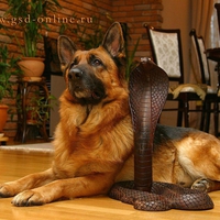 Dog and cobra snake