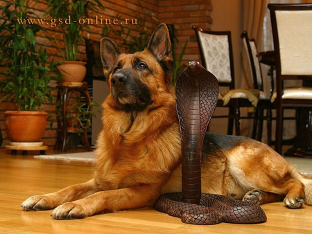 Dog and cobra snake - cobra, snake, dog, friend, german shepherd, pet, animal, cute, reptil