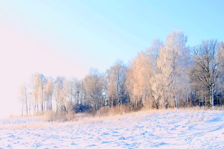 Soon! - winter, blue sky, trees, snow, cold, soft light