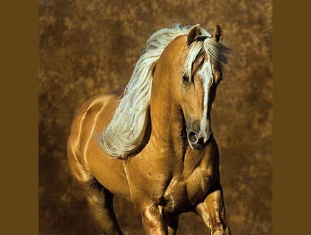 Golden beauty - beauty, palomino, gold and white, horse