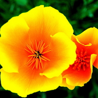 Poppy brights