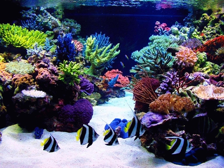 Aquarium - animal, fish, water, aquarium