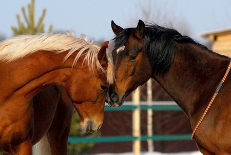 Horses - animal, nature, run, kiss, love, horse