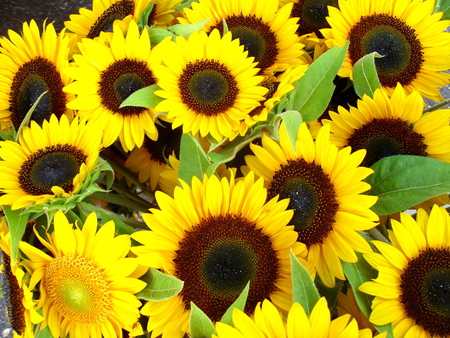 Sunny sunny sunny - yellow, green, brown, field, sunflowes, leaves