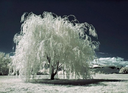 the white willow - white, nature, nice, plant, tree