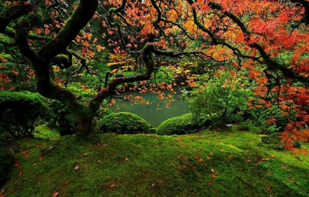 autumn's symphony - red, forest, nature, autumn, green, colorful