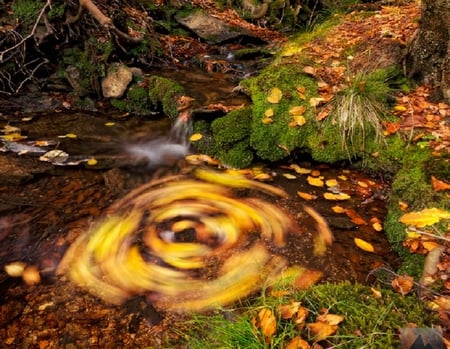 gold swirl - swirl, pond, brown, water, gold, leaves, colorful