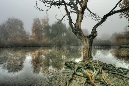 pond in the mist - tree, pond, water, reflection