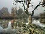 pond in the mist