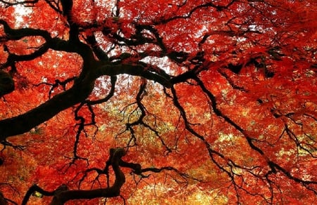 japanese maple - nature, maple, red, plant, leaves, tree, japanese