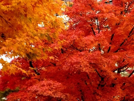 Seeing Red - red, leaves, orange, trees