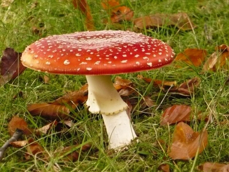 The Red Table - flat, grass, red, mushroom