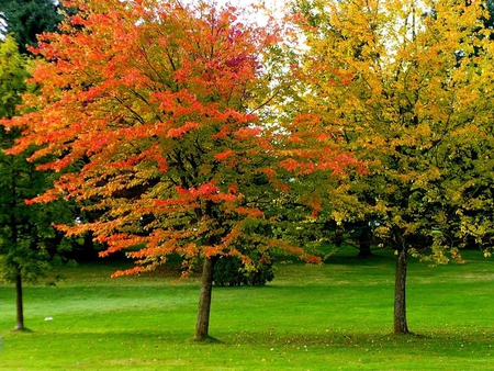 Red and Gold - gold, red, trees, autumn