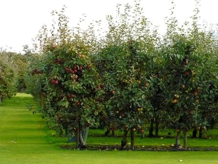 Apple Orchard - apples, orchard, trees, fruit