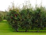 Apple Orchard