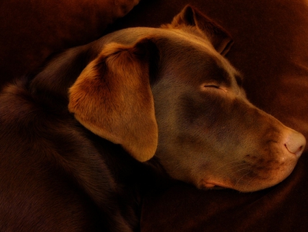 Dog's head - labrador, puppy, dog, animal, chocolate