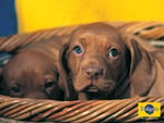 Sweet labrador puppies