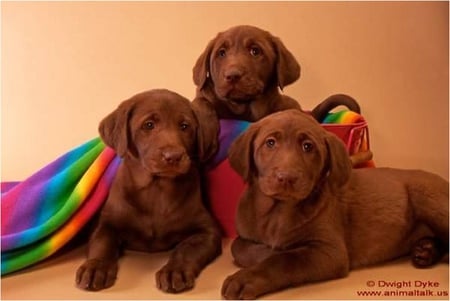 Chocolate labrador - labrador, puppy, dog, animal, chocolate