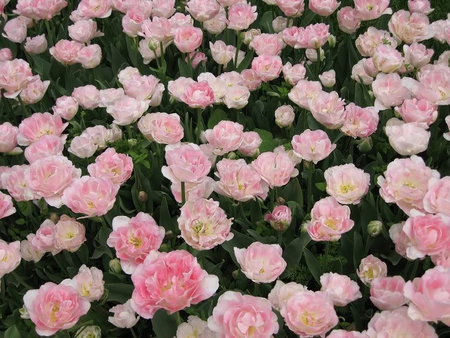 Pink Tulips - leaves, flower, pink, tulips