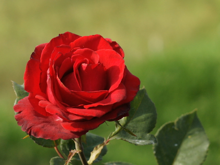 Red rose - red, flower, nature, rose